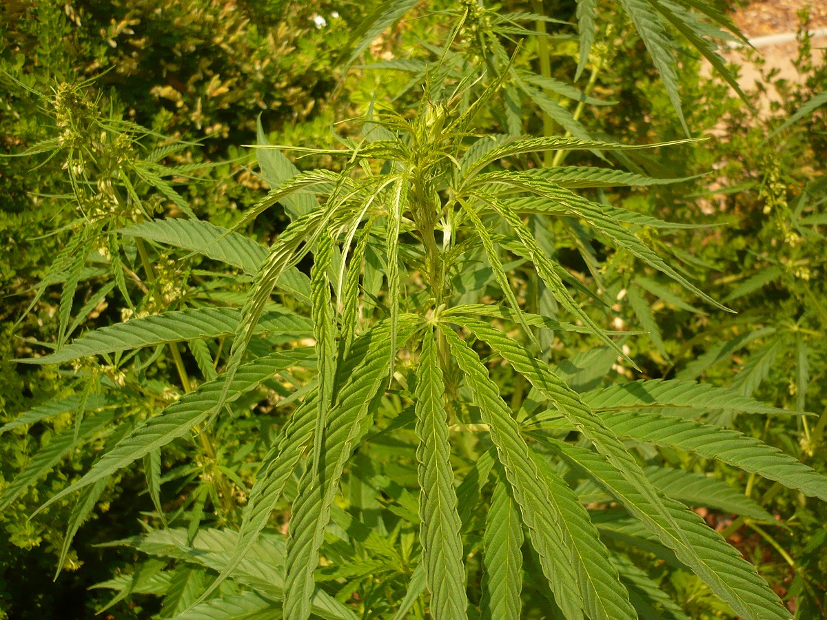 Cannabis sativa (Cannabaceae)
